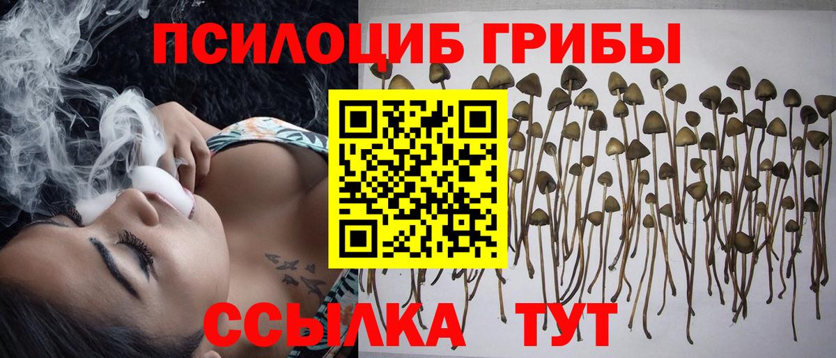 Псилоцибиновые грибы Psilocybe Каменск-Уральский